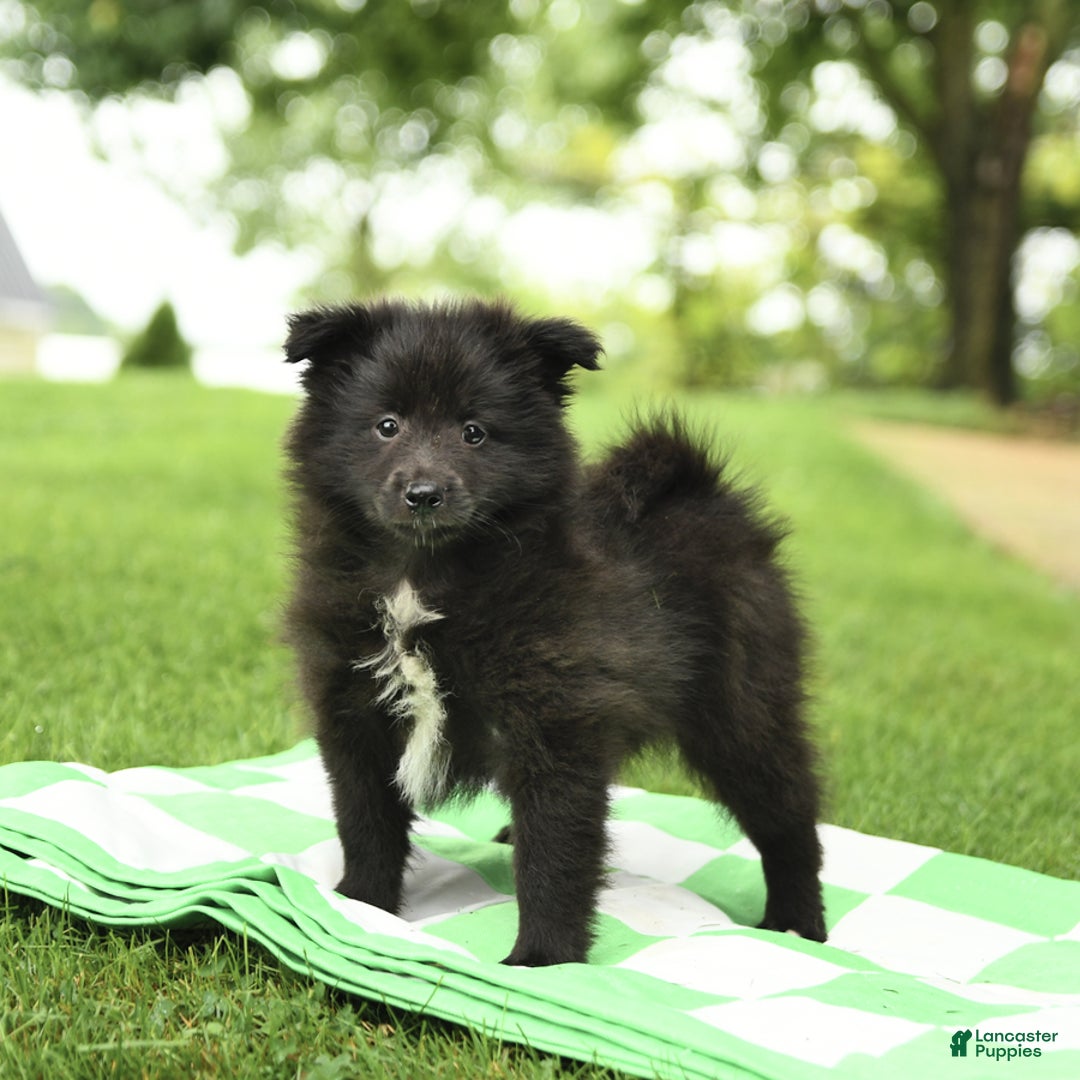 Shetland Sheepdog dogs for sale: Pepsi - Image 3