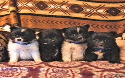 Pomeranian dogs for sale: Cody - Image 23