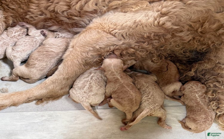 Goldendoodle dogs for sale - Ad 3