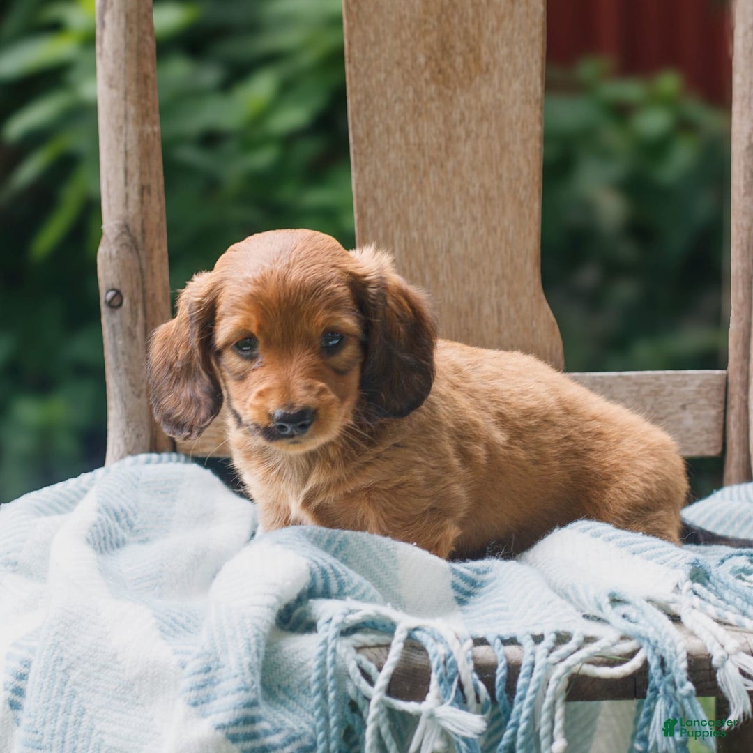 Miniature Dachshund dogs for sale: Della - Image 2