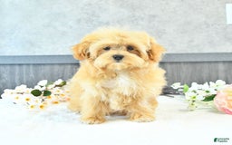 Maltipoo dogs for sale: Bella Extra Small - Image 14