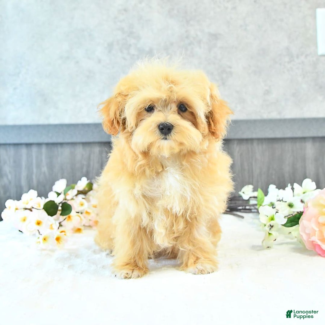 Maltipoo dogs for sale: Bella Extra Small - Image 14