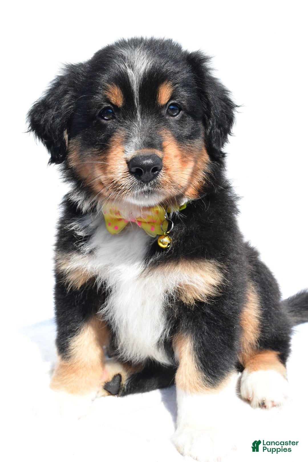 Miniature Australian Shepherd dogs for sale: Miniature Australian Shepherd 7 puppies - Image 15