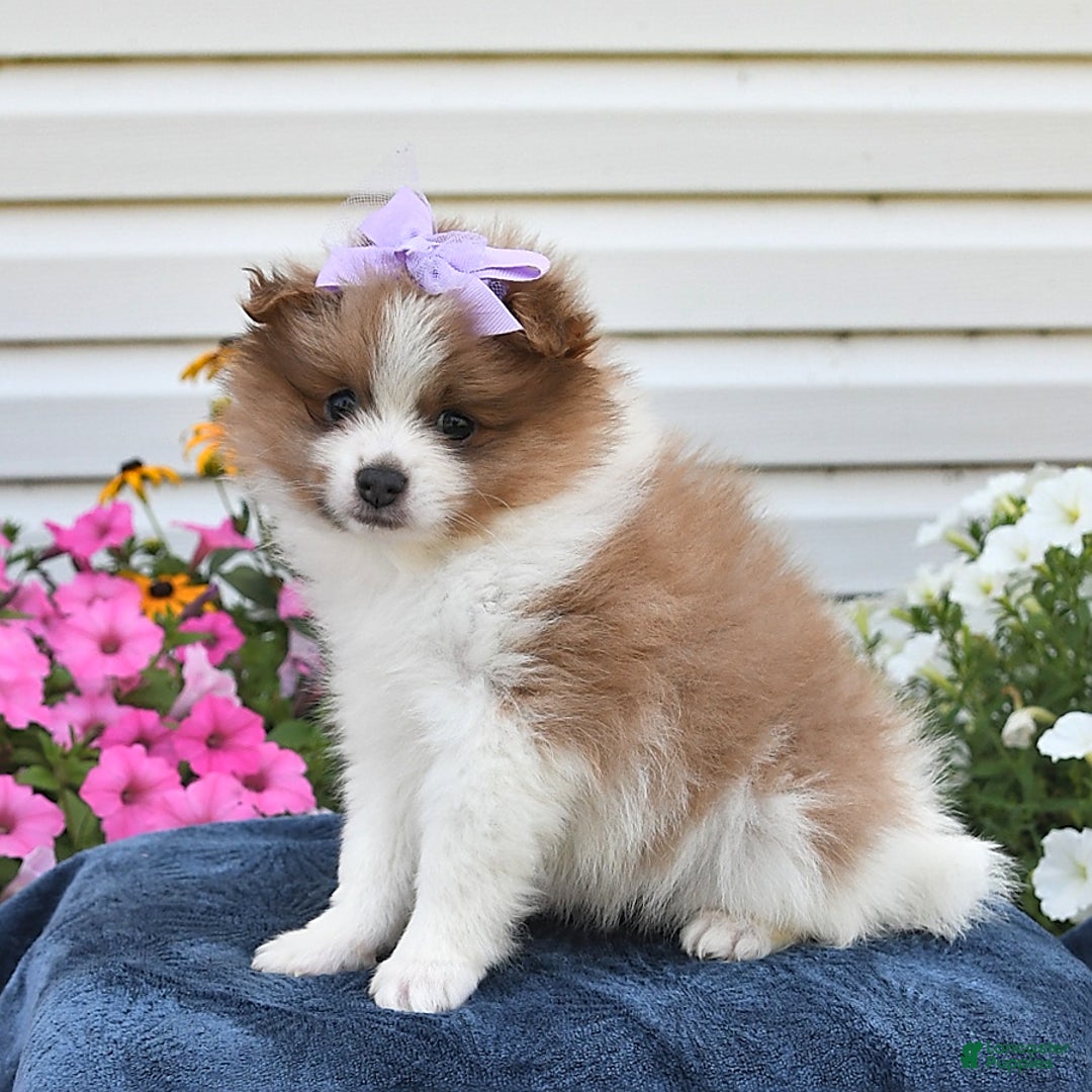Pomeranian dogs for sale: Tulip - Image 5