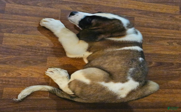 Saint Bernard dogs for sale - Ad 1