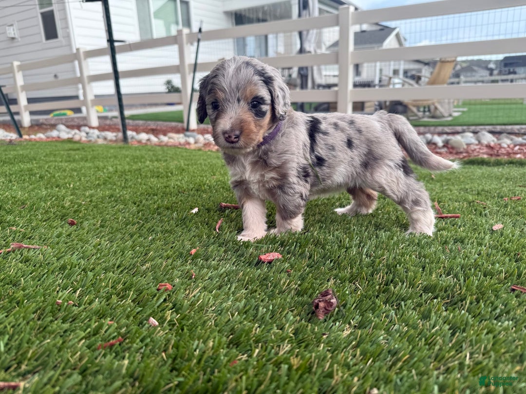 Bernedoodle dogs for sale: 5 - Image 4