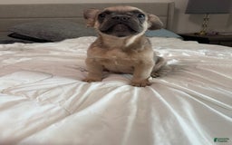 French Bulldog dogs for sale: Lilly - Image 9