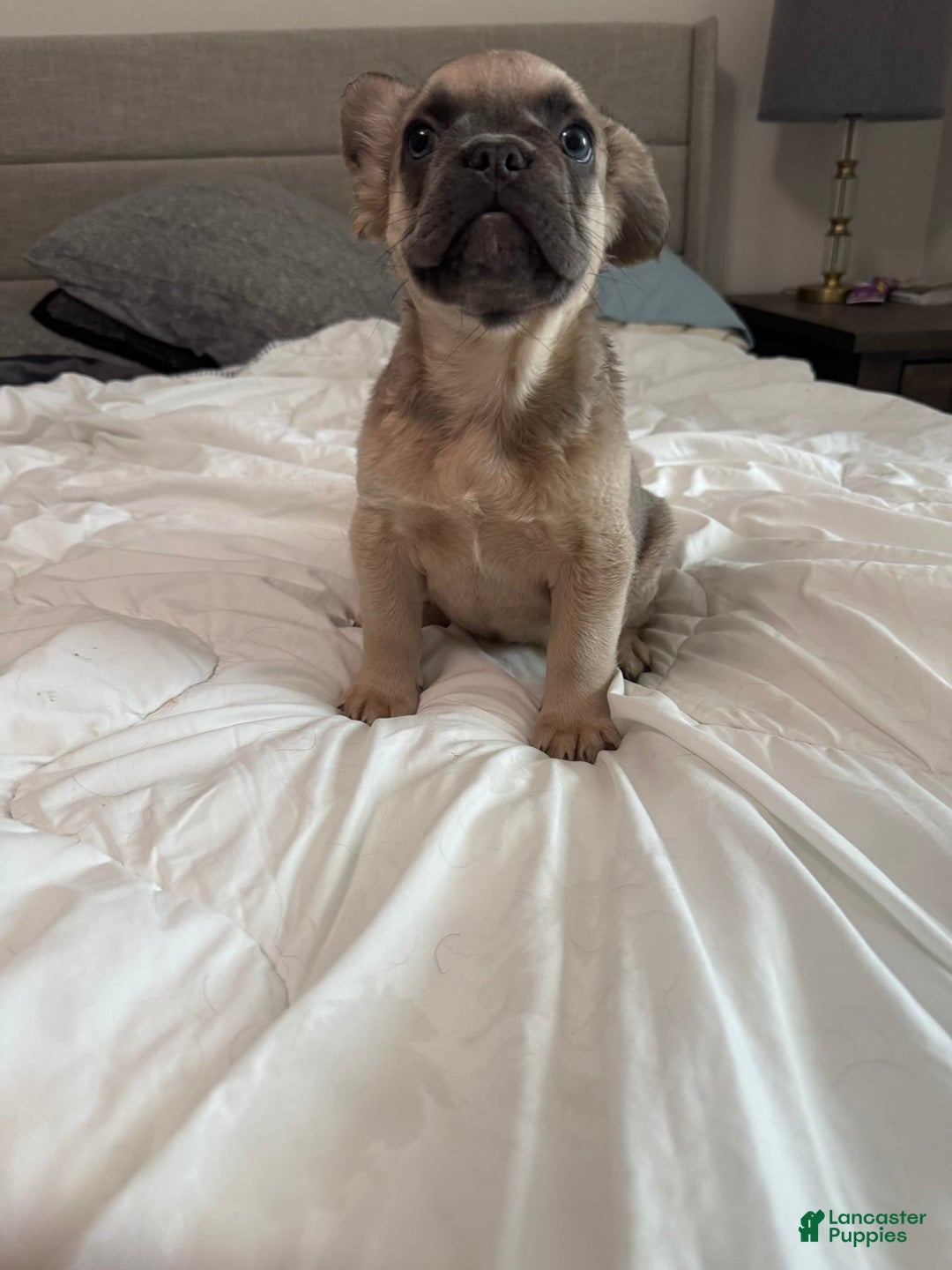French Bulldog dogs for sale: Lilly - Image 9