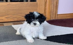 Havapoo dogs for sale: Norm - Image 5