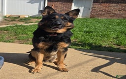 Gerberian Shepsky dogs for sale: Pink - Image 10