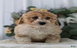 Mini Aussiedoodle dogs for sale: Princess - Image 2