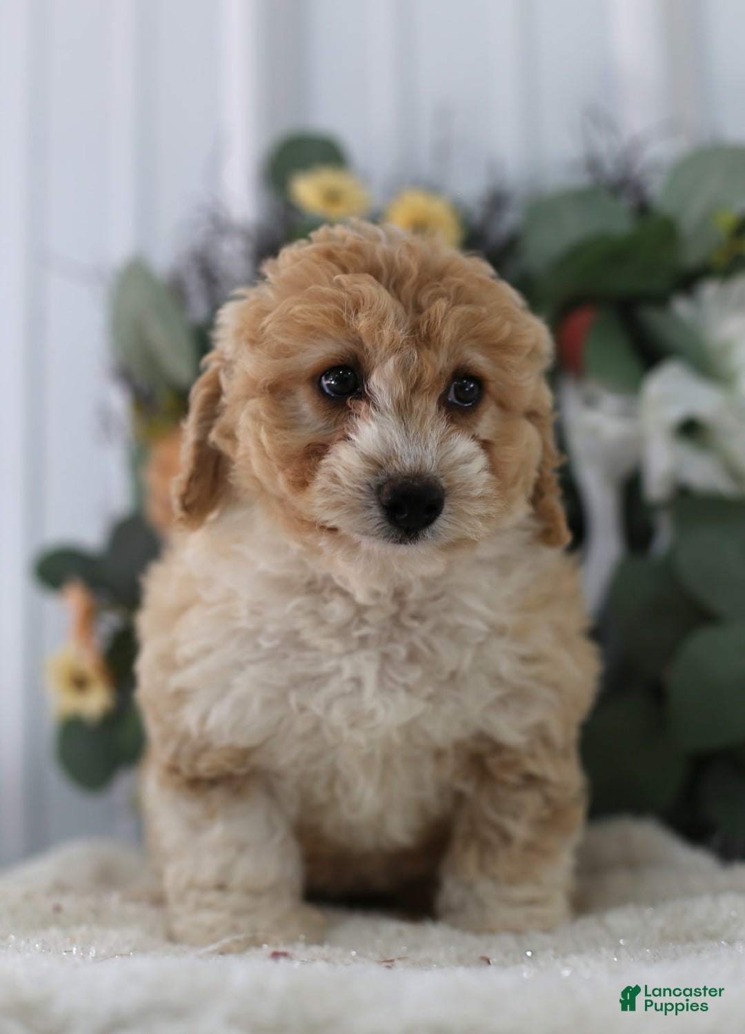 Mini Aussiedoodle dogs for sale: Princess - Image 2