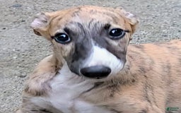 Whippet dogs for sale: Billy - Image 1