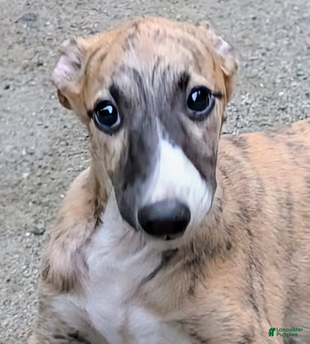 Whippet dogs for sale: Billy - Image 1