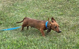 Miniature Dachshund dogs for sale: Griffin - Image 5