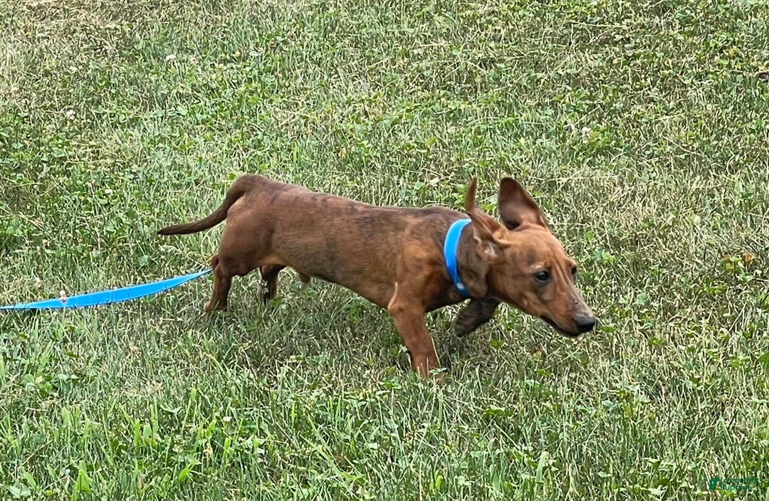 Miniature Dachshund dogs for sale: Griffin - Image 5