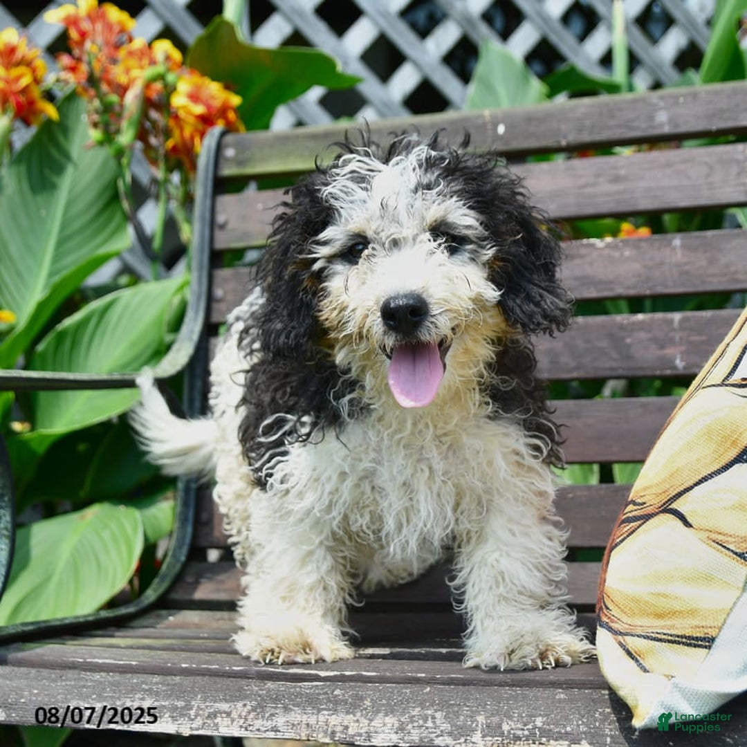 Mini Bernedoodle dogs for sale: Mini Bernedoodle 6 puppies - Image 10