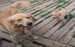 Golden Retriever dogs for sale: Leo - Image 9
