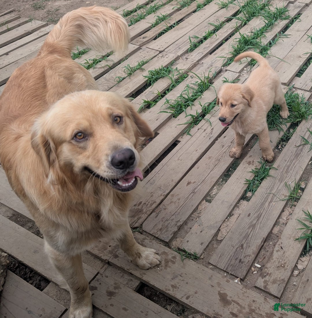 Golden Retriever dogs for sale: Leo - Image 9