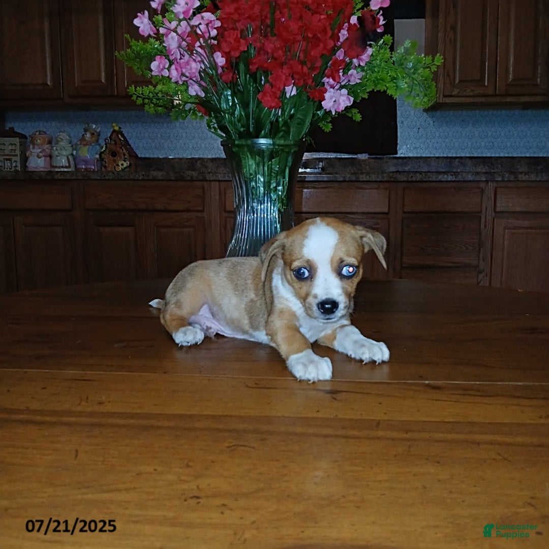 Chihuahua dogs for sale: George - Image 1