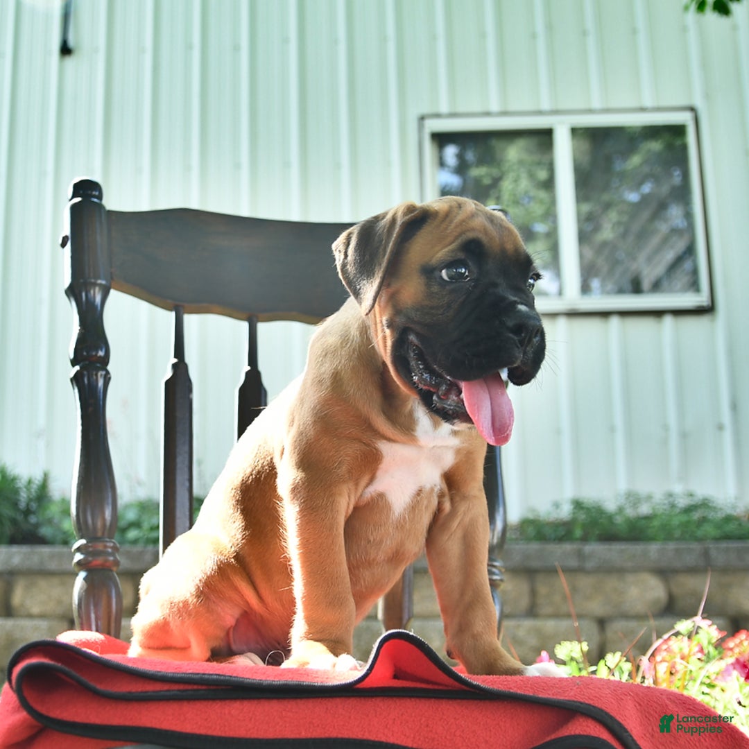 Boxer dogs for sale: Frederick - Image 7
