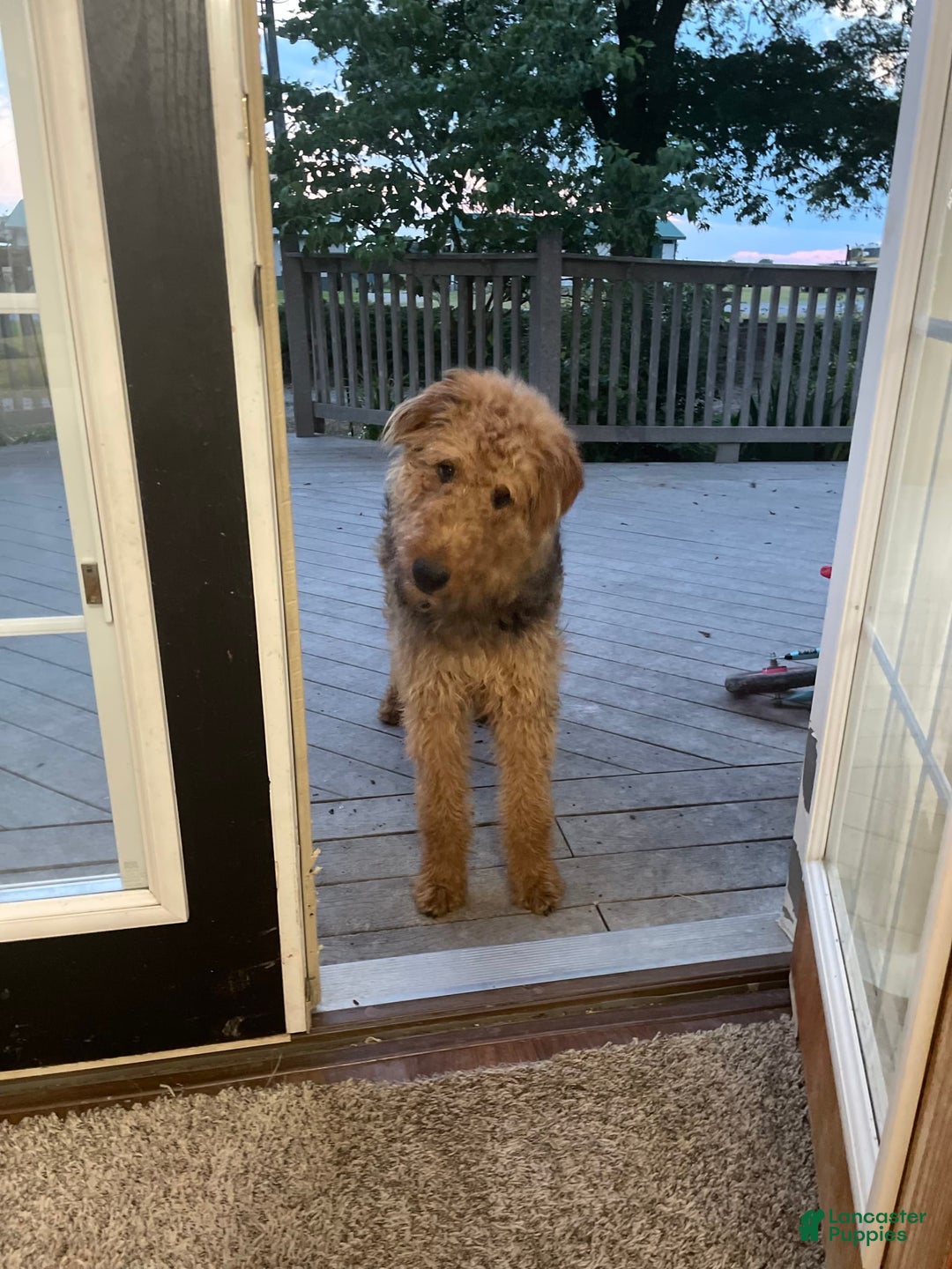 Airedale Terrier dogs for sale: Adella - Image 7