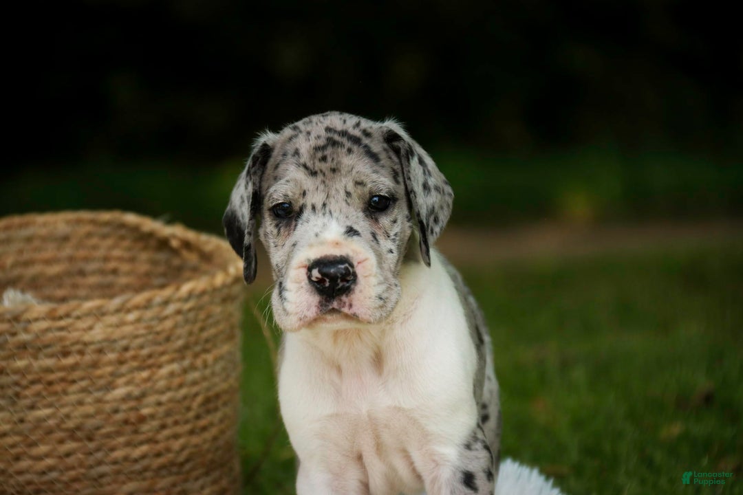 Great Dane dogs for sale: Duke - Image 6