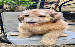 Bernedoodle dogs for sale: F1b Standard Bernedoodle - Image 6