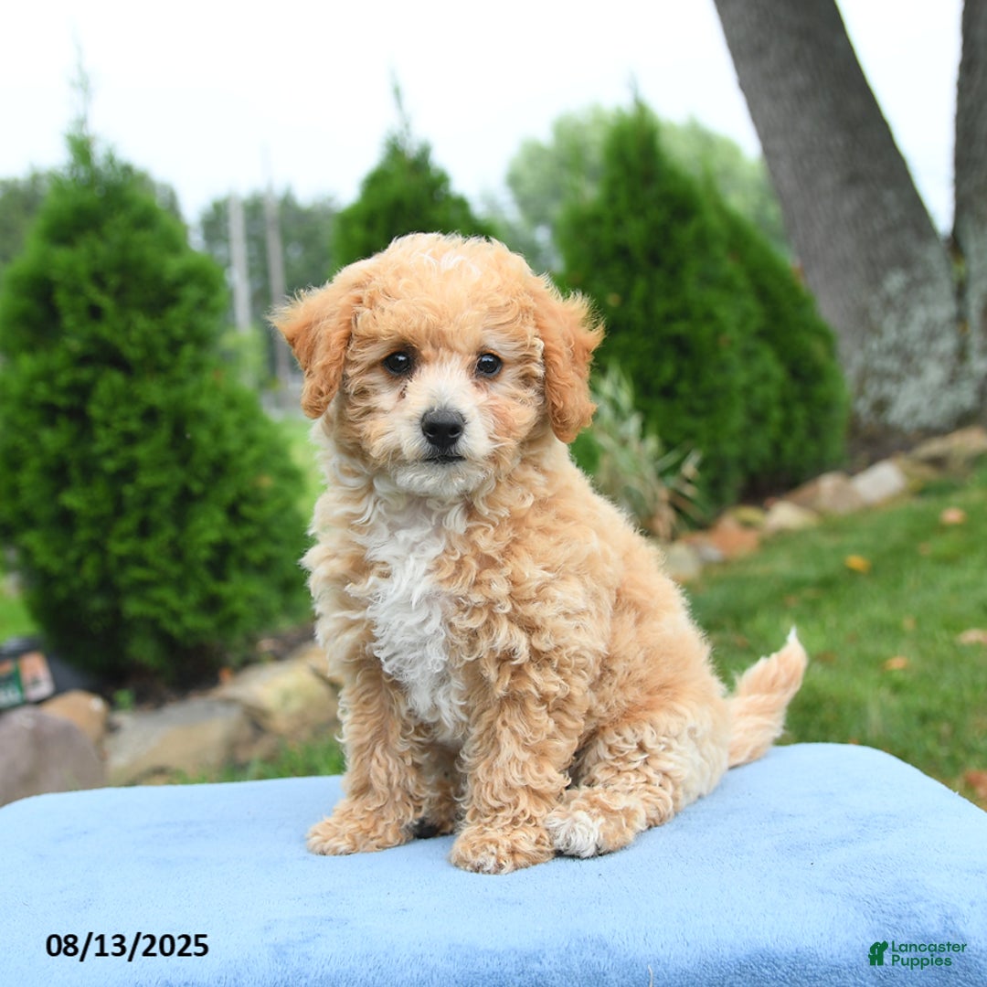 Bichpoo dogs for sale: Apricot - Image 2