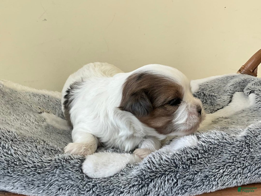 Yorkshire Terrier dogs for sale: Ty - Image 1