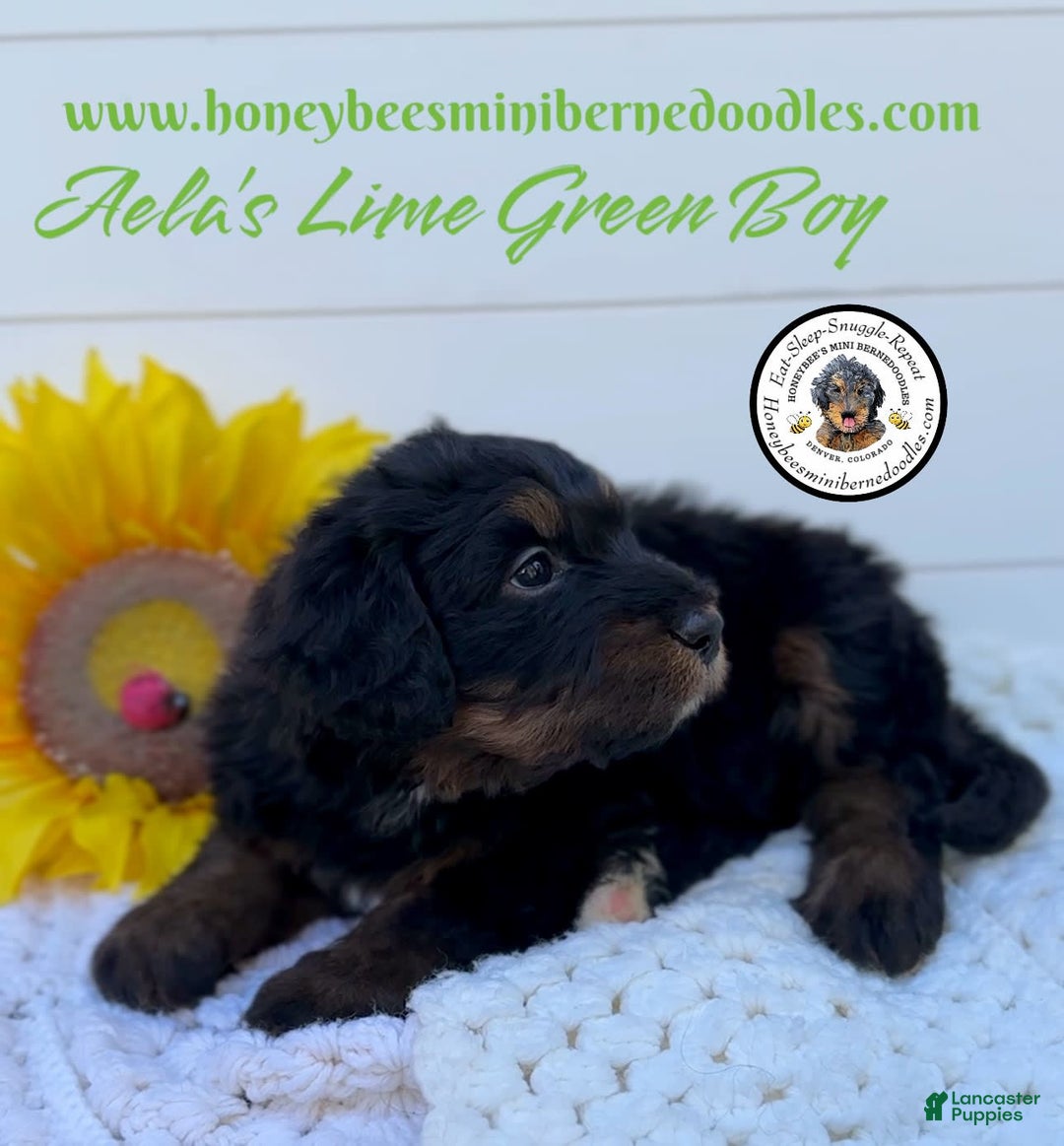 Mini Bernedoodle dogs for sale: Aelas Lime Green Boy - Image 5