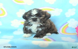 Teddy Bear dogs for sale: Tootsie Roll - Image 2