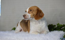 Beaglier dogs for sale: Wrangler - Image 9