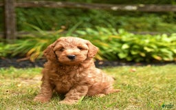 Mini Goldendoodle dogs for sale: Rocky - Image 1