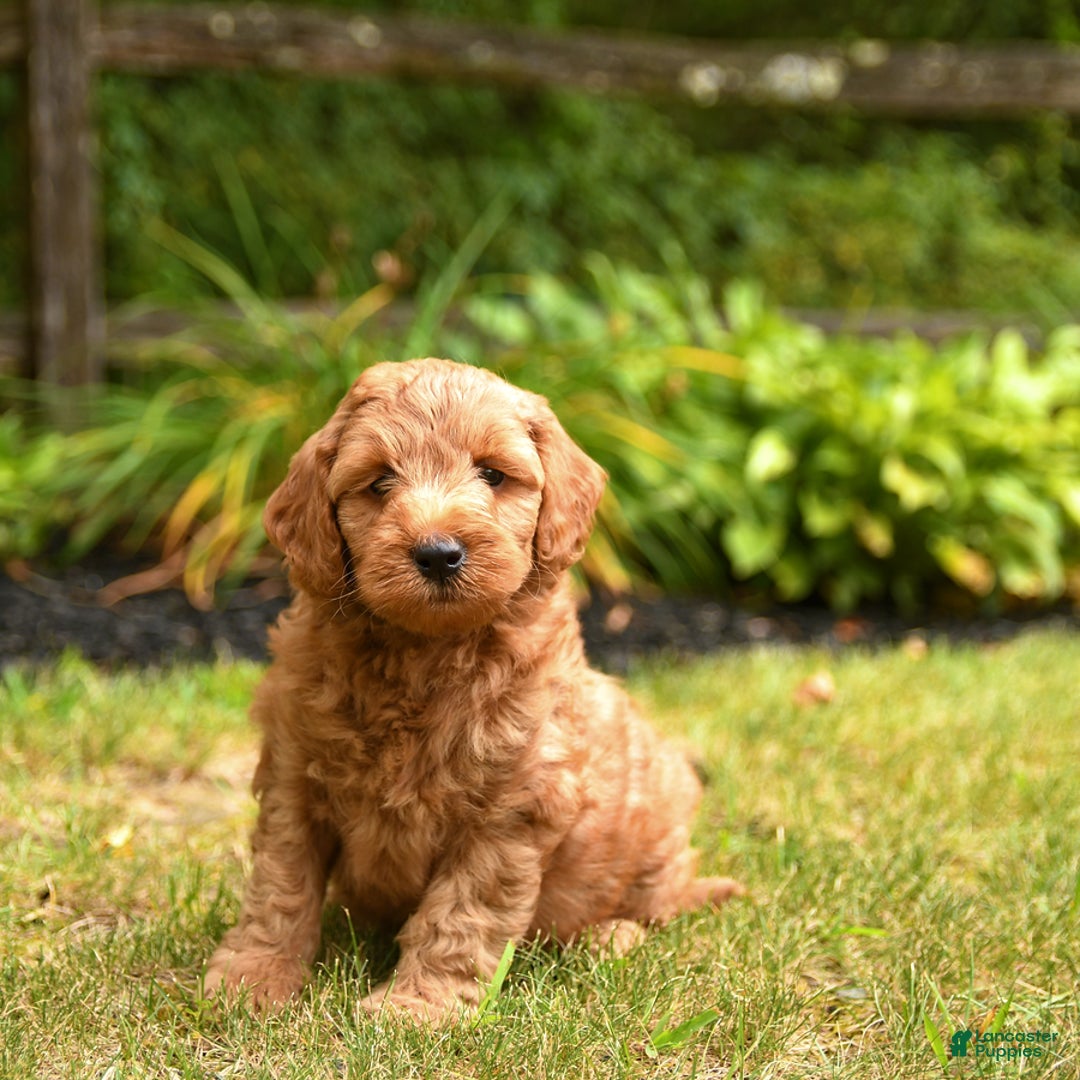 Mini Goldendoodle dogs for sale: Rocky - Image 1