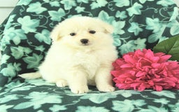 Eskipoo dogs for sale: Snowflake - Image 2