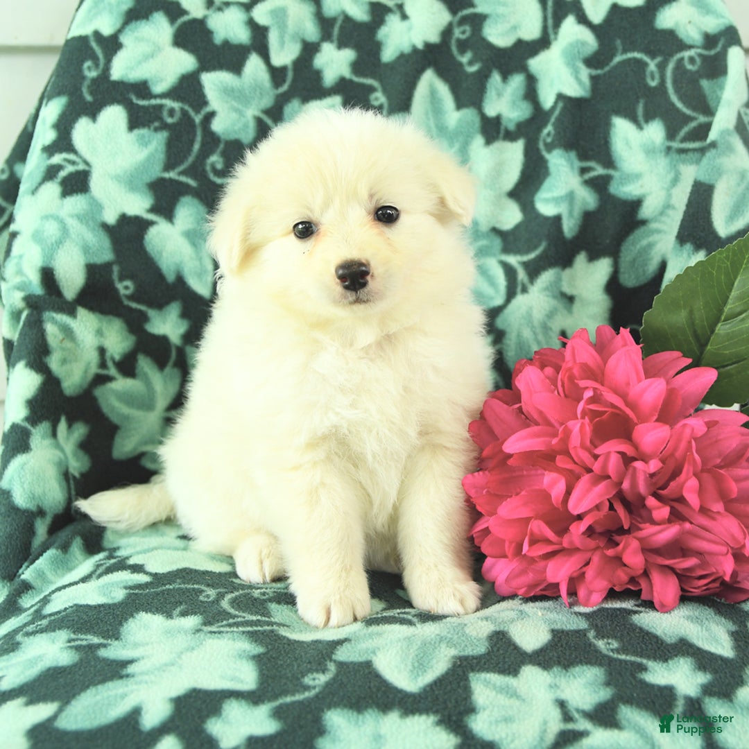 Eskipoo dogs for sale: Snowflake - Image 2
