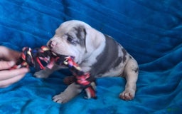 Olde English Bulldogge dogs for sale: Boss - Image 5