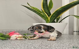 Dachshund dogs for sale: Miss Bailey - Image 1