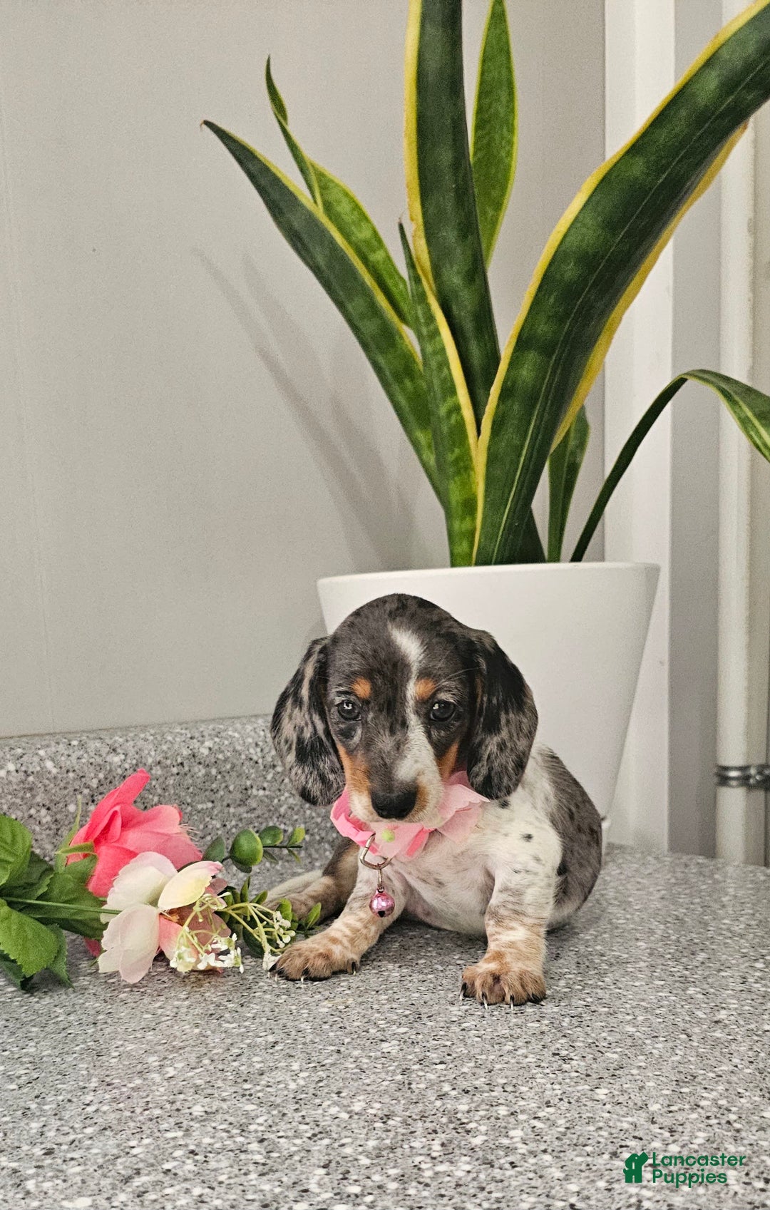 Dachshund dogs for sale: Miss Bailey - Image 1