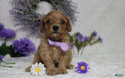 Cavapoo dogs for sale: Phoenix - Image 41