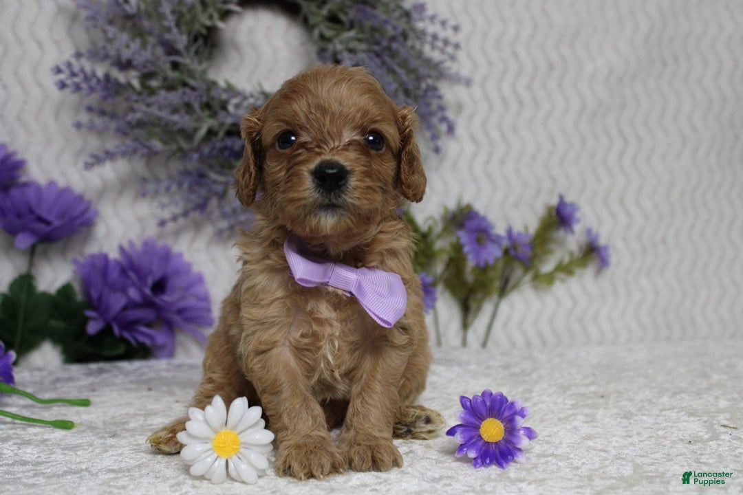 Cavapoo dogs for sale: Phoenix - Image 41