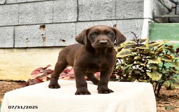 Labrador Retriever dogs for sale: Marigold - Image 4