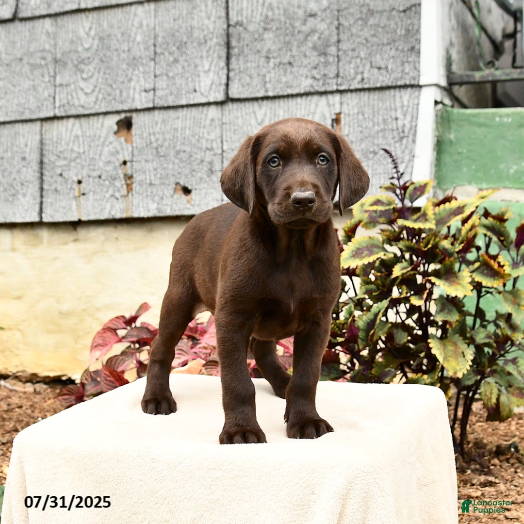 Labrador Retriever dogs for sale: Marigold - Image 4