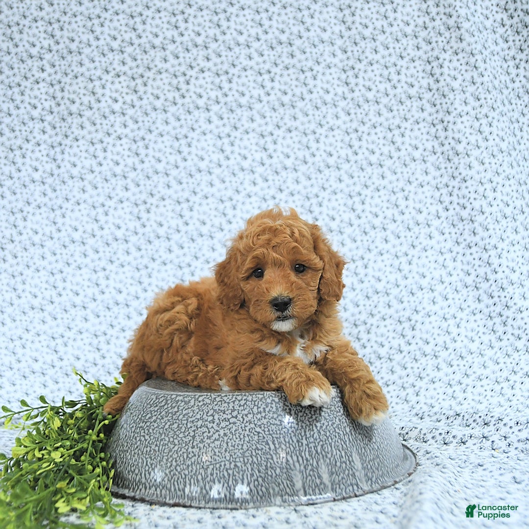 Mini Goldendoodle dogs for sale: Maverick - Image 3