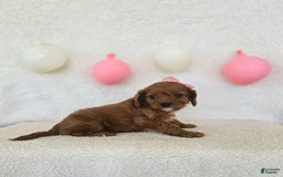 Cavapoo dogs for sale: Skye - Image 2