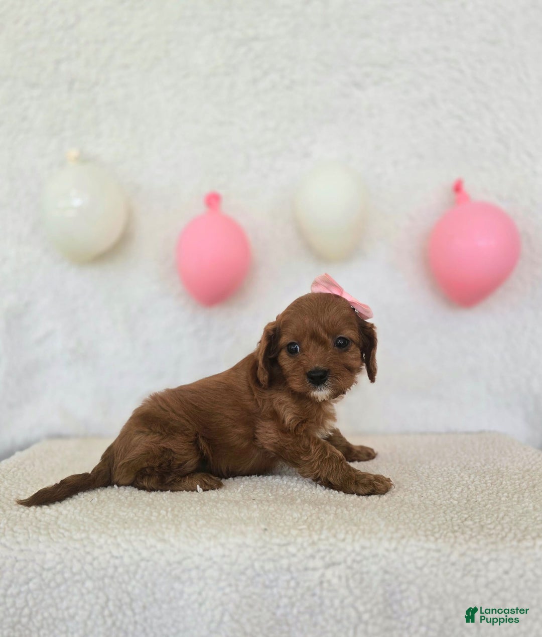 Cavapoo dogs for sale: Skye - Image 2