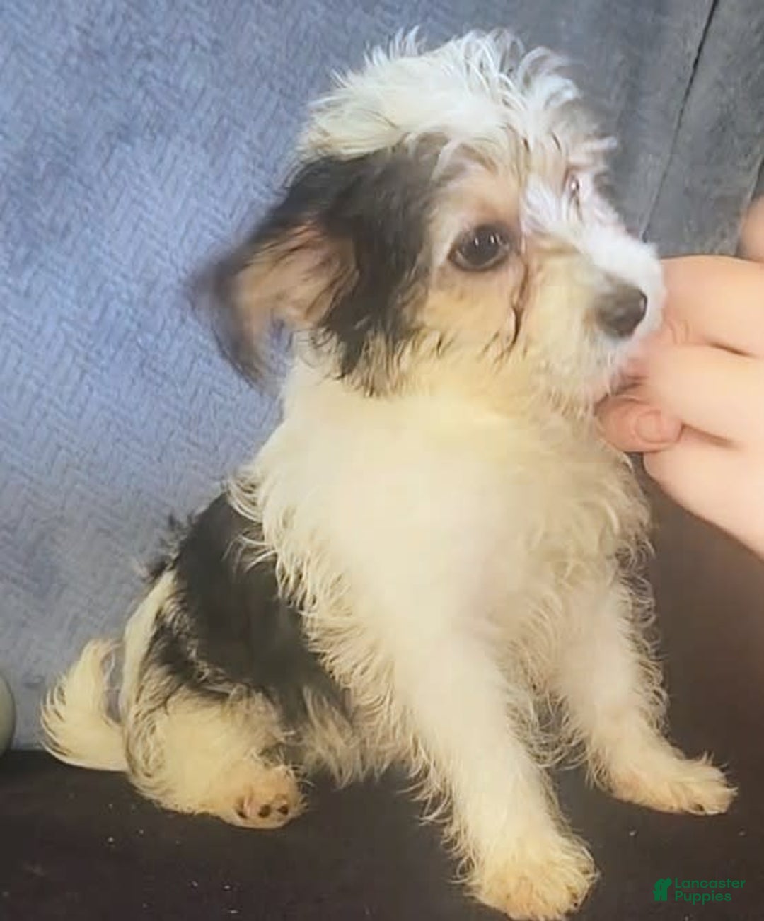 Yorkiepoo dogs for sale: Shirley - Image 2