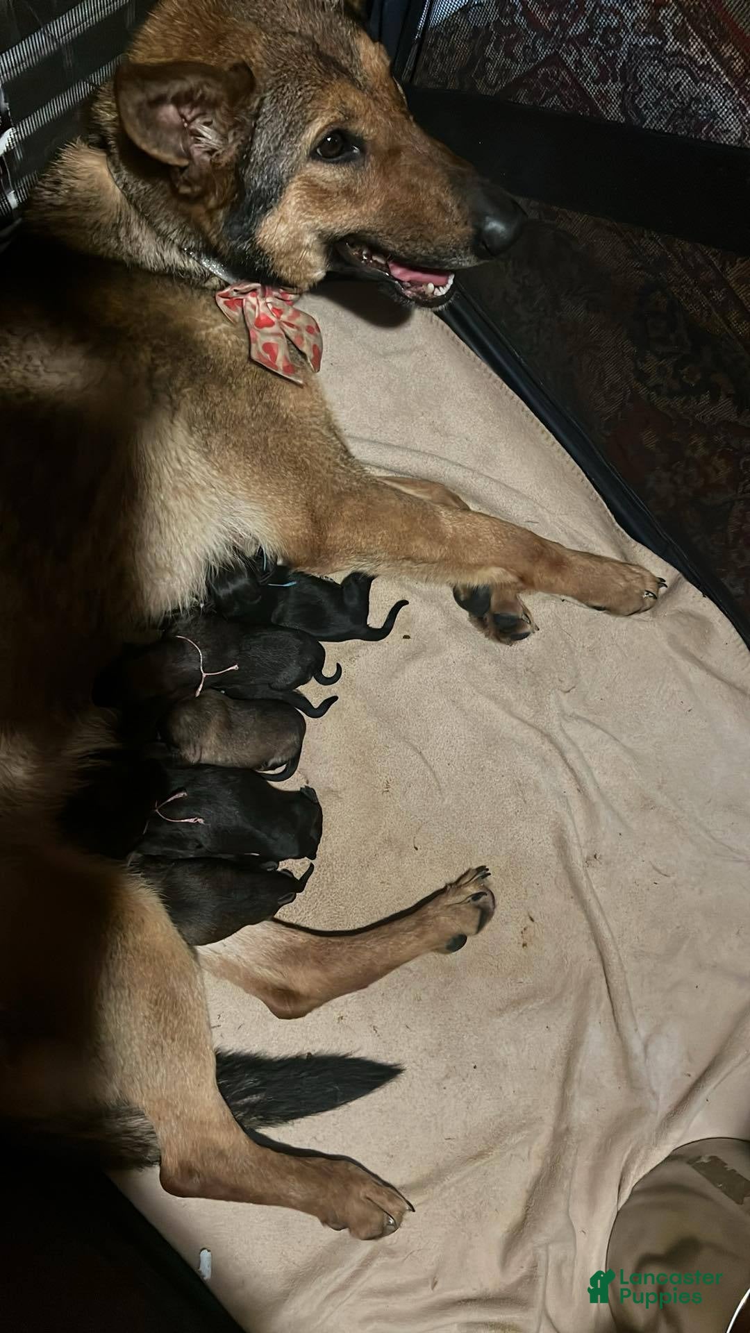 German Shepherd dogs for sale: Daisy - Image 4