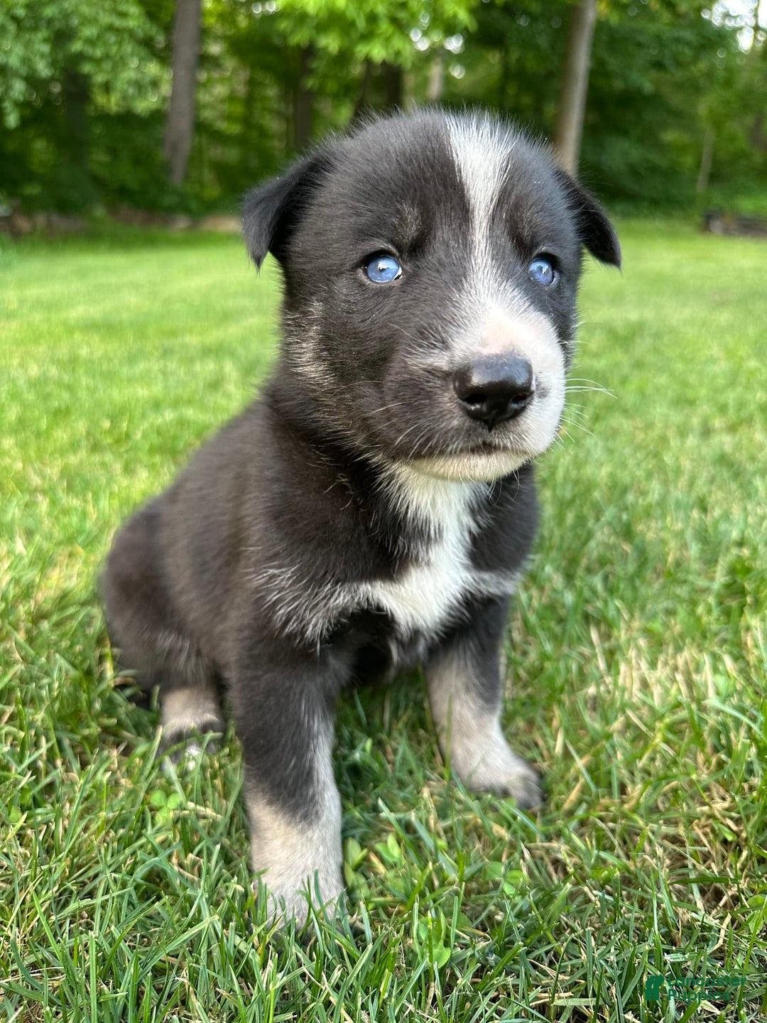 Gerberian Shepsky dogs for sale: Princess - Image 10